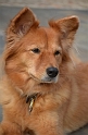 Kids-PuppyPortraits (4)